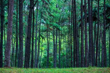 Pine trees garden green nature in tropical forest in Chiangmai, Thailand (Suan Son Bo Keaw)