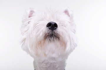 Portrait of an adorable West Highland White Terrier