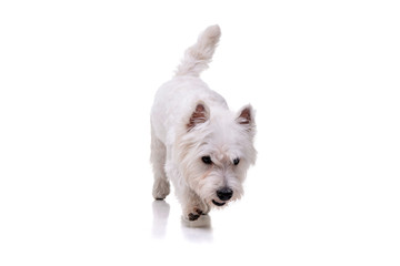 Studio shot of an adorable West Highland White Terrier