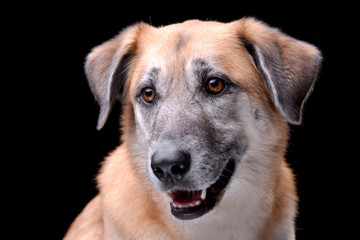Portrait of an adorable mixed breed dog