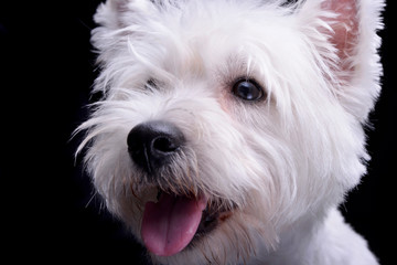 Studio shot of an adorable West Highland White Terrier