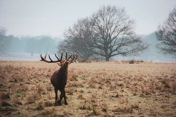 Aggressive stag on field in winter 