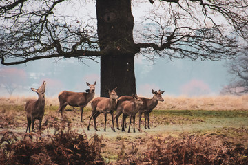 Group of does in Richmond Park