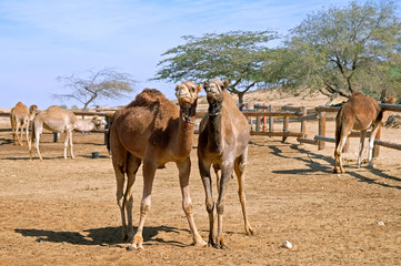 Camels stand in a corral on a camel farm