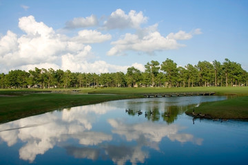 Fototapeta premium South Carolina nature background. Southern landscape with golf court. Group of Canadian geese on a pond, cloudy sky reflects in the water. South Carolina, Myrtle Beach area, USA.