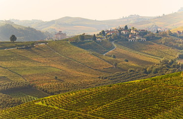 Fototapeta na wymiar View on rows of vineyards in autumn in the Langhe region, Piedmont, Italy
