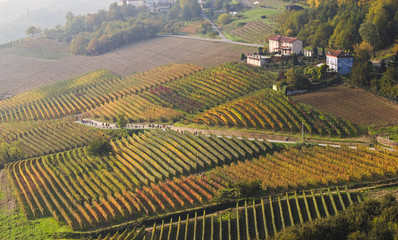 View on rows of vineyards in autumn in the Langhe region, Piedmont, Italy