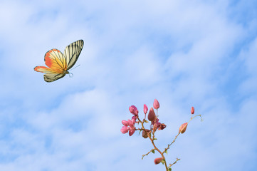 Fototapeta na wymiar Beautiful butterfly (Painted Jezebel ) flying and pink flowers on blue sky and white cloud background,copy space