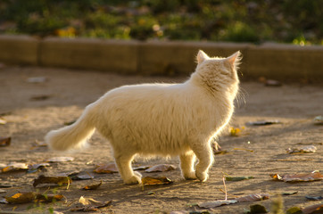 white cat in backlight in the street