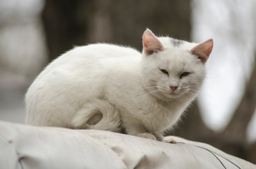 Fototapeta na wymiar portrait of a white street cat. homeless