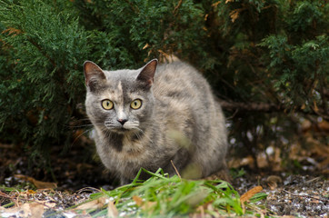 beautiful cat sitting outdoor