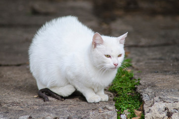 white homeless street cat