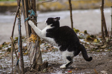 homeless street cat claws tree © vitaly tiagunov