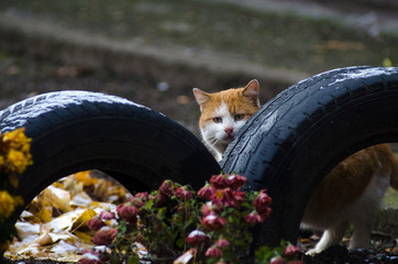 homeless street cat peeking out from behind a tire
