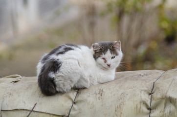 Naklejka na ściany i meble homeless street cat sitting