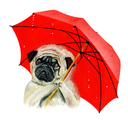 Sad cute pug under a red umbrella. Hand drawn watercolor - 242878642