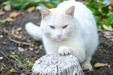 white homeless cat with different eyes, portrait