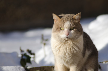 street cat sits in the snow