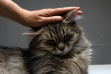 hand stroking a cat's head, pet the cat.