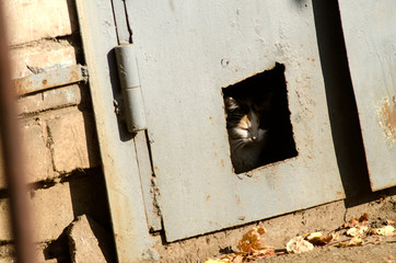 homeless kitten look out of the hole