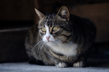 portrait of a striped cat