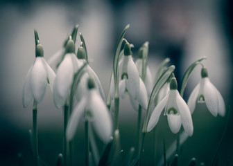 snowdrops in the garden