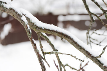 Tree branches covered with snow in the winter garden