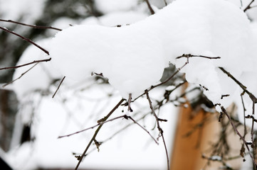 Tree branches covered with snow in the winter garden