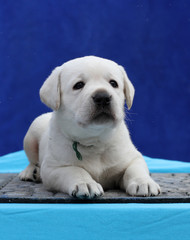 a little labrador puppy on a blue background