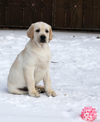 the yellow labrador in the park in winter