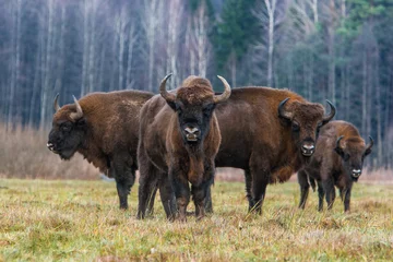 Tuinposter Een bizon in het Białowieża National Park. © bchyla