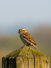 House sparrow perched