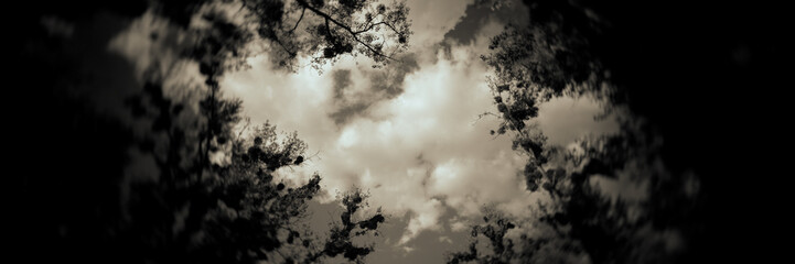 Fototapeta premium tree tops and white clouds in the blue sky. Web banner.