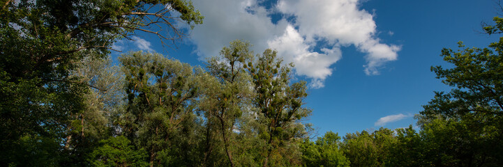 tree tops and white clouds in the blue sky.