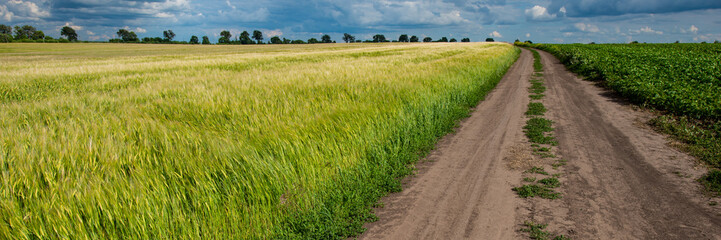 Wheat Field and Dirt Road, Rural Landscape. Web Banner.