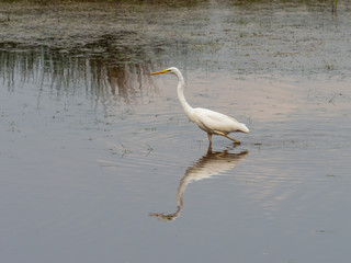 Great white egret (Ardea alba) fishing whilst wading in a lake.