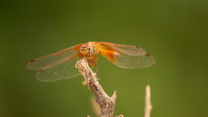 dragonfly on leaf