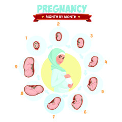 Pregnant beautiful woman vector infographics. Pregnant woman wearing hijab. Muslim. Pregnancy by trimester stages vector illustration. Female with fetus in belly.