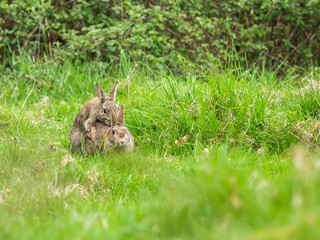 Two Wild Rabbits in Courtship(Oryctolagus cuniculus)