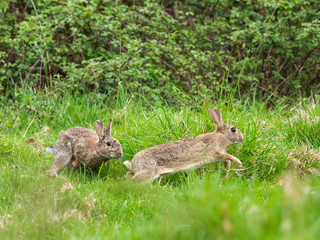 Two Wild Rabbits in Courtship(Oryctolagus cuniculus)