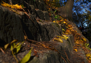 yellow autumn Maple leaves lying on the pavement in Park