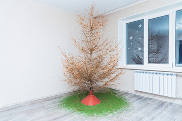 in the room there is a fir tree from which all the needles crumbled