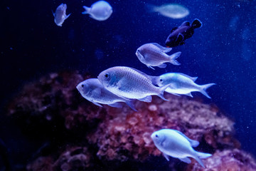 Naklejka na ściany i meble blue chromis fish macro