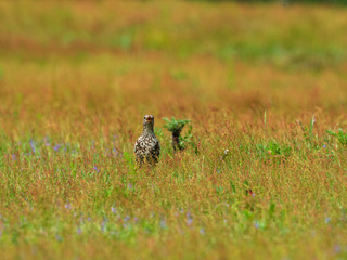 Mistle thrush (Turdus viscivorus) foraging in the grass meadow