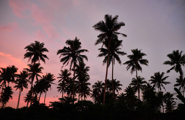 Tropical palms and the sky. Sri-lanka.