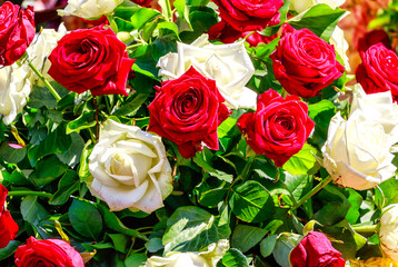 Floral background - Bouquet of white and red roses  