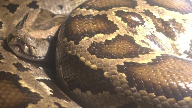 Odessa, Ukraine - 24th of June, 2017: 4K At the exhibition of dangerous snakes - Close up body of Indian python, head and eye out of focus