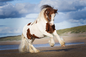 Tinker horse on the beach