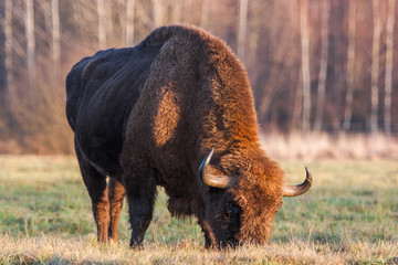Żubr w Białowieskim Parku Narodowym.  © bchyla