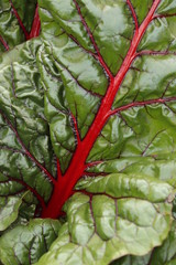 Red chard leaves, closeup.